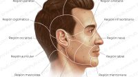 tmRMs7vXGwoSkQXpfJDkoA_regions-of-head-face_spanish.jpg
